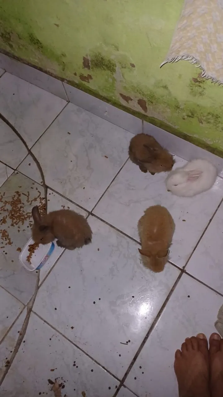 Coelhos para Adoçar seu Lar!