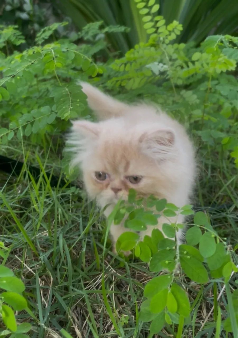 Linda gatinha persa 60 dias valor $1100  contato *49  - Foto 4