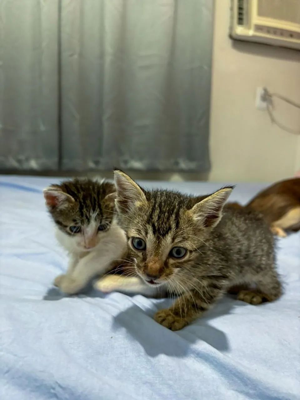 Gatinhos filhotes para adoção - Foto 3