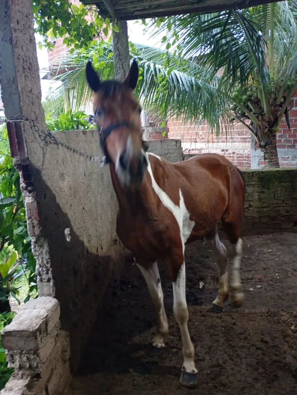 Cavalo  - Foto 4