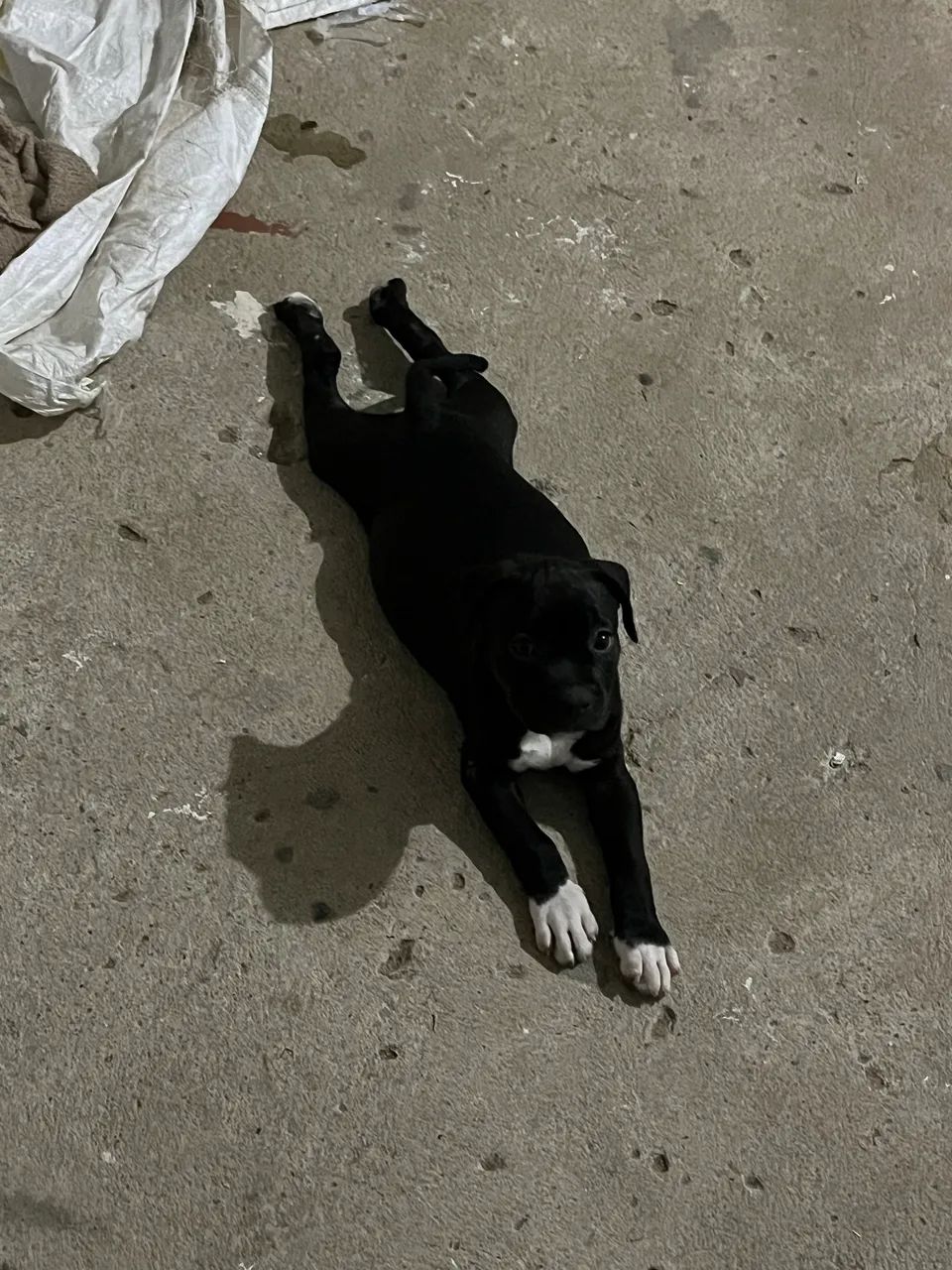 Pitbull fêmea  - Foto 2