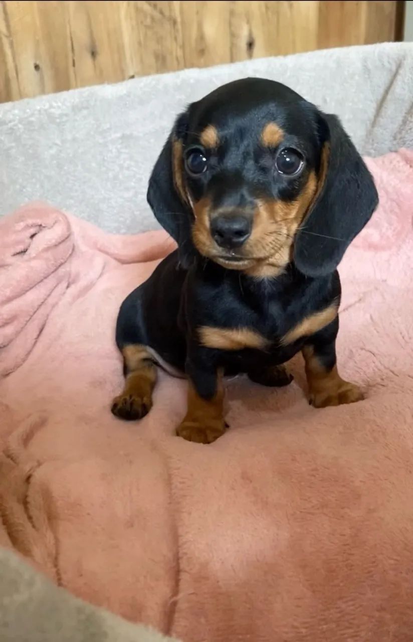 Dachshund - Foto 2