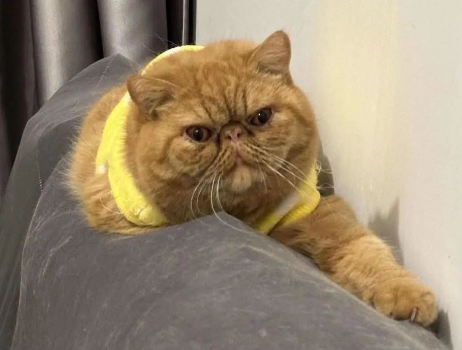 Gato Persa - Foto 2