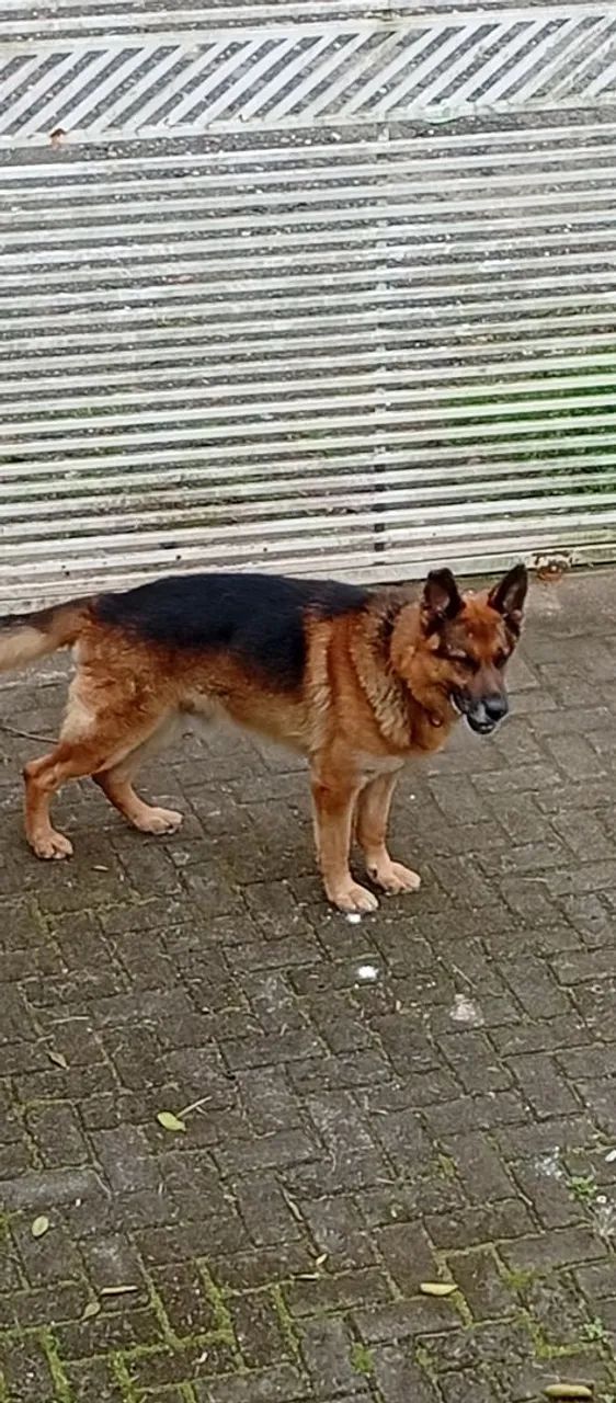 DOAÇÃO DE CACHORRO  - Foto 3