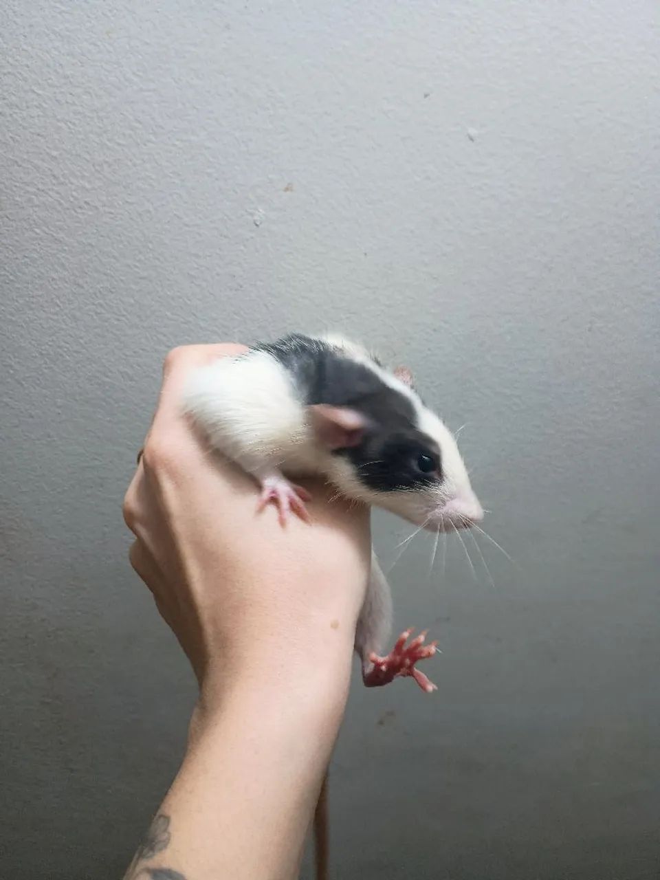 twister macho Dumbo  - Foto 5