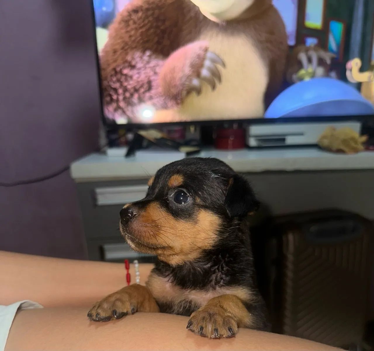 vende filhotes de rotweiller - Foto 2