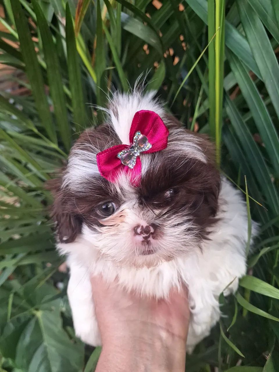 Anúncio de cachorrinhos 