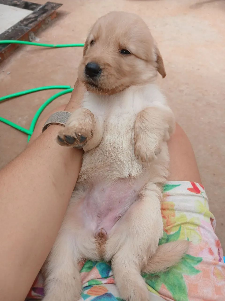 Filhotes de Labragold  - Foto 3