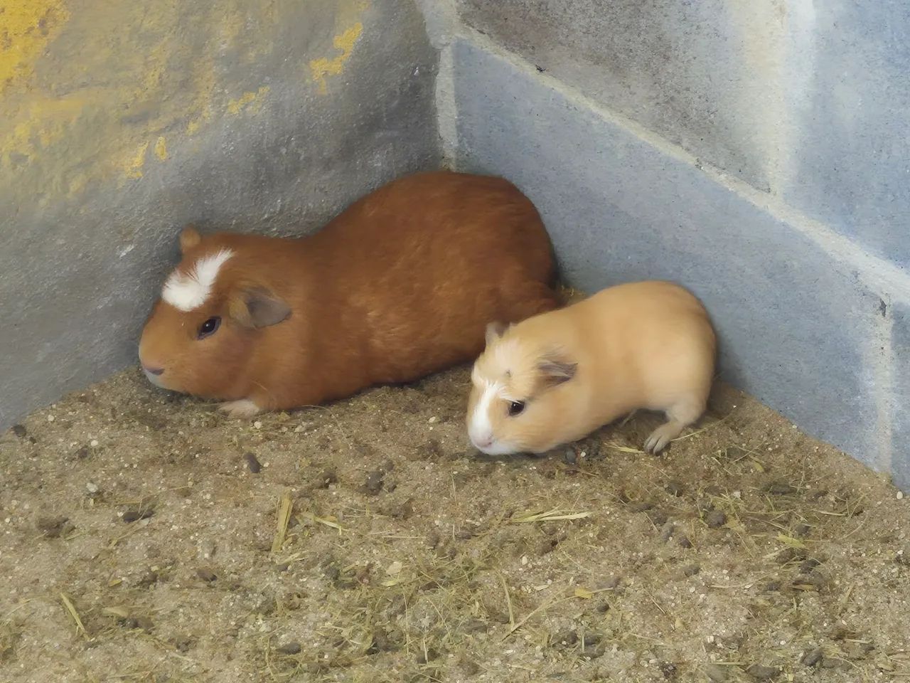 Cuy - porquinho da índia gigante - Foto 3