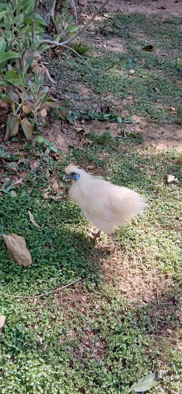 Galinhas Sedosas do Japao - Foto 4