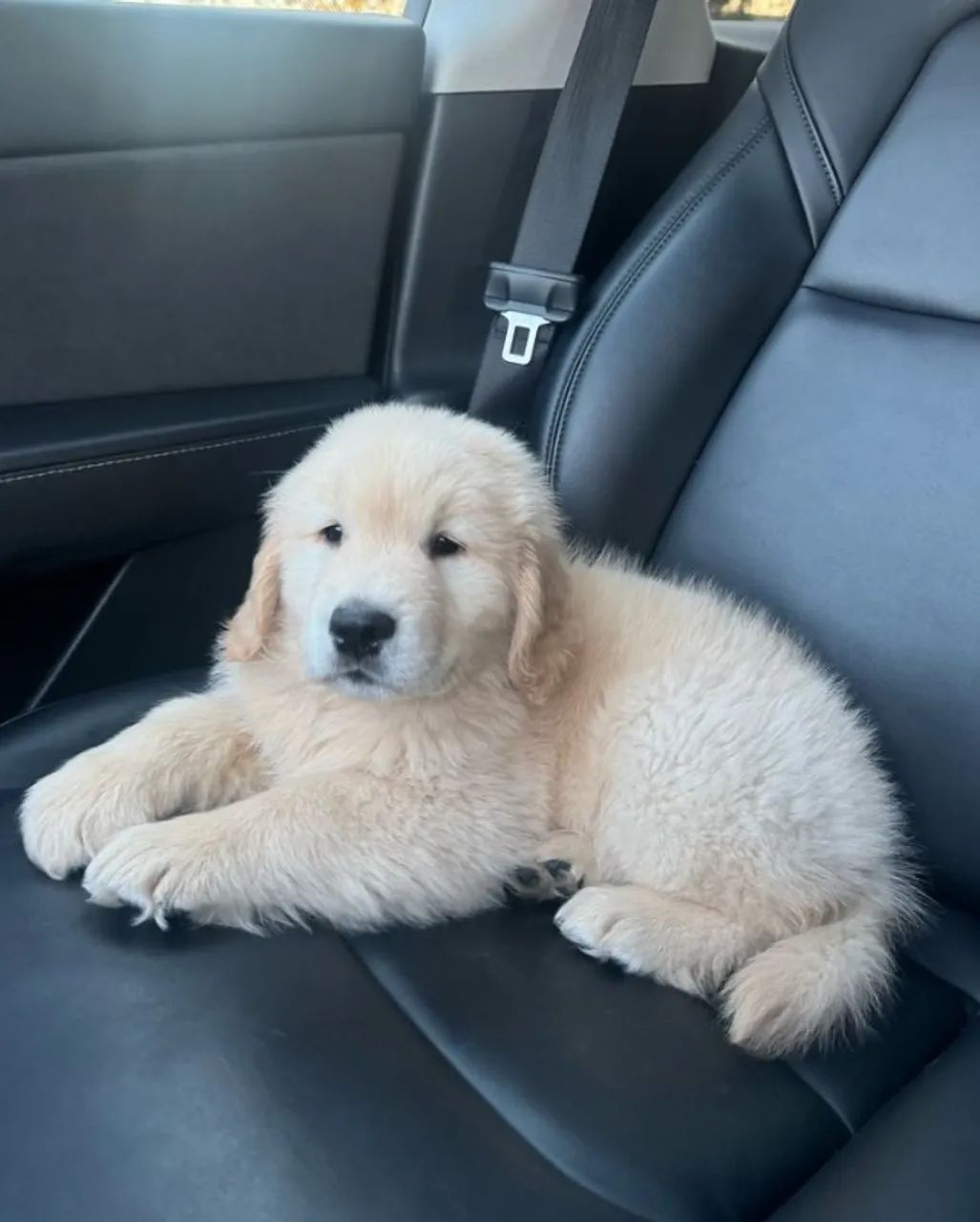 Neném golden retriever dócil com temperamento selecionado e saudável