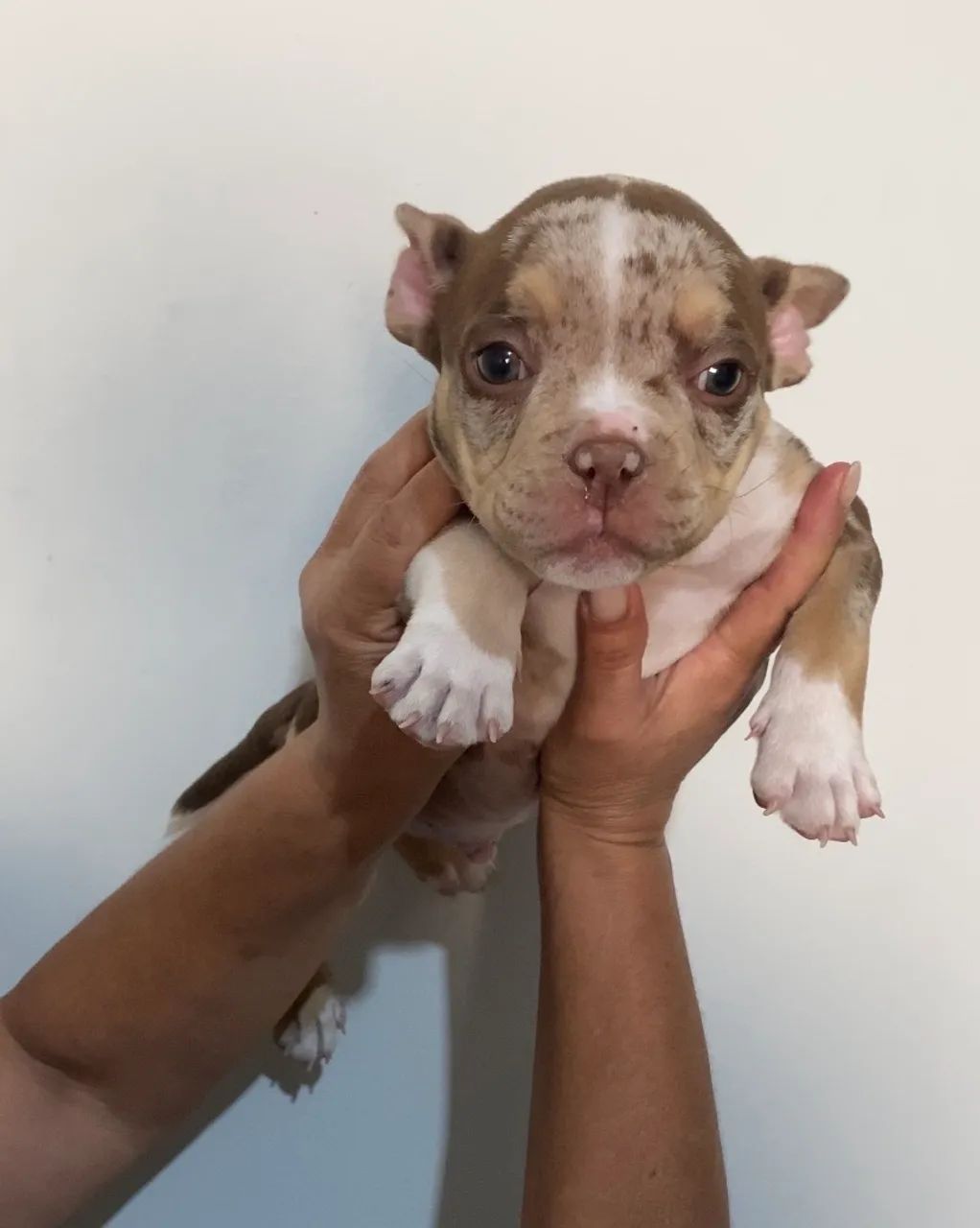 American Bully Micro 