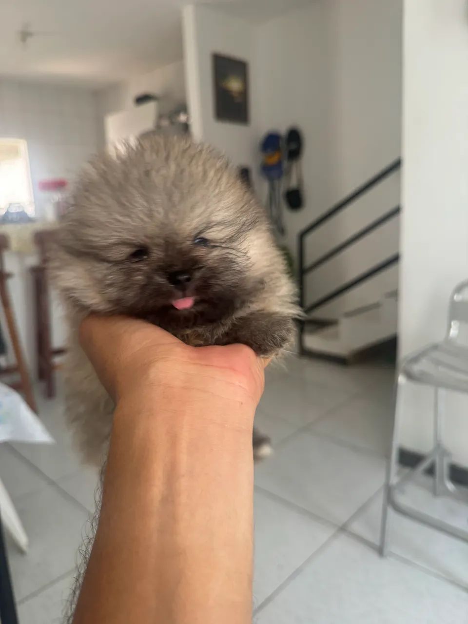 Spitz alemão anão  - Foto 2