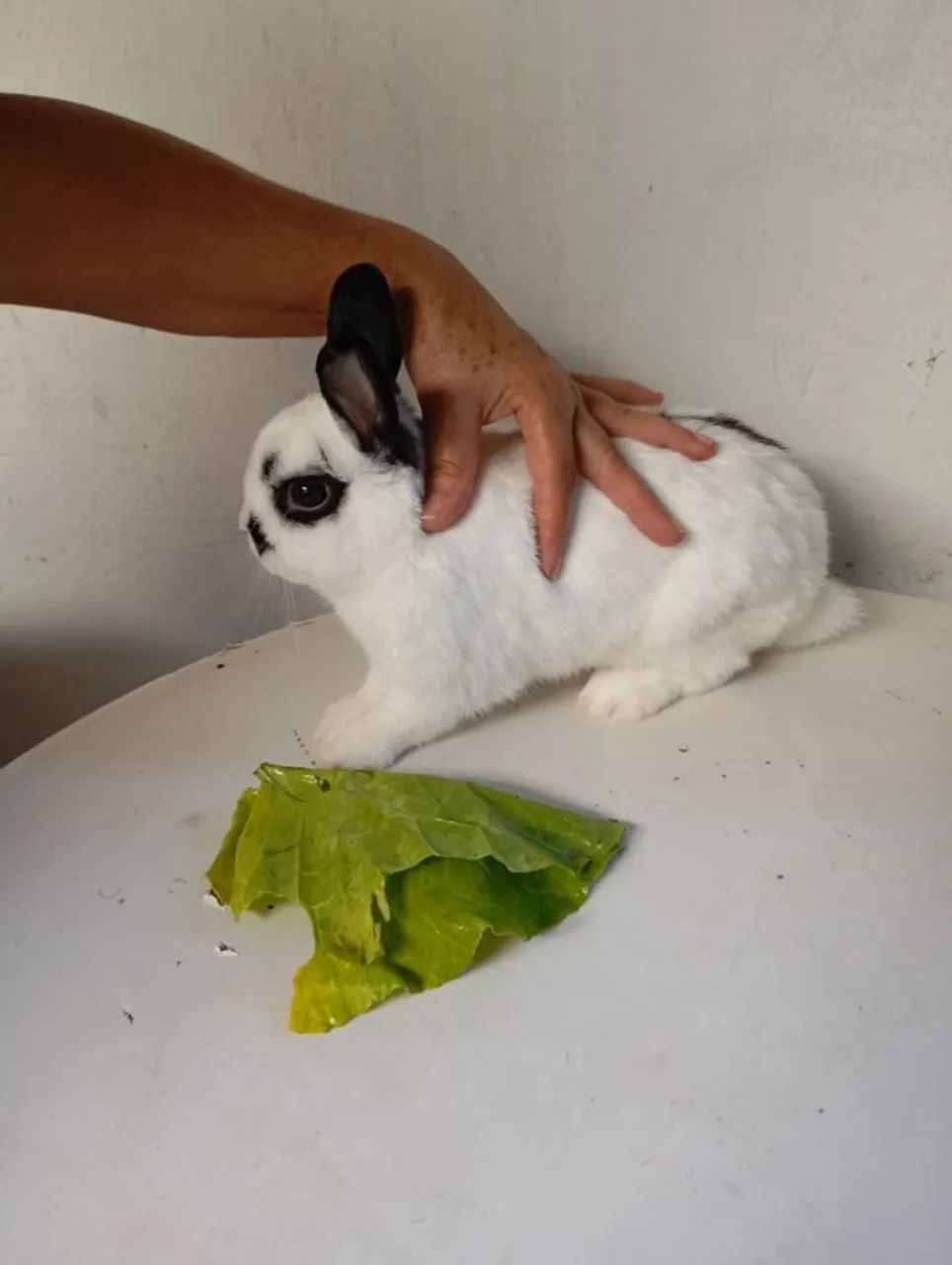 Mine colher da raça Netherland Dwarf