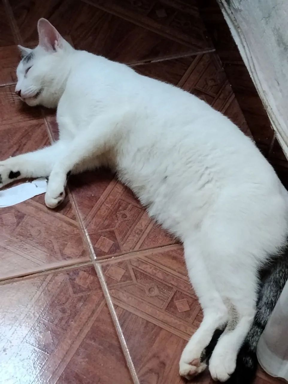 Doa-se gatinho macho branquinho  - Foto 3
