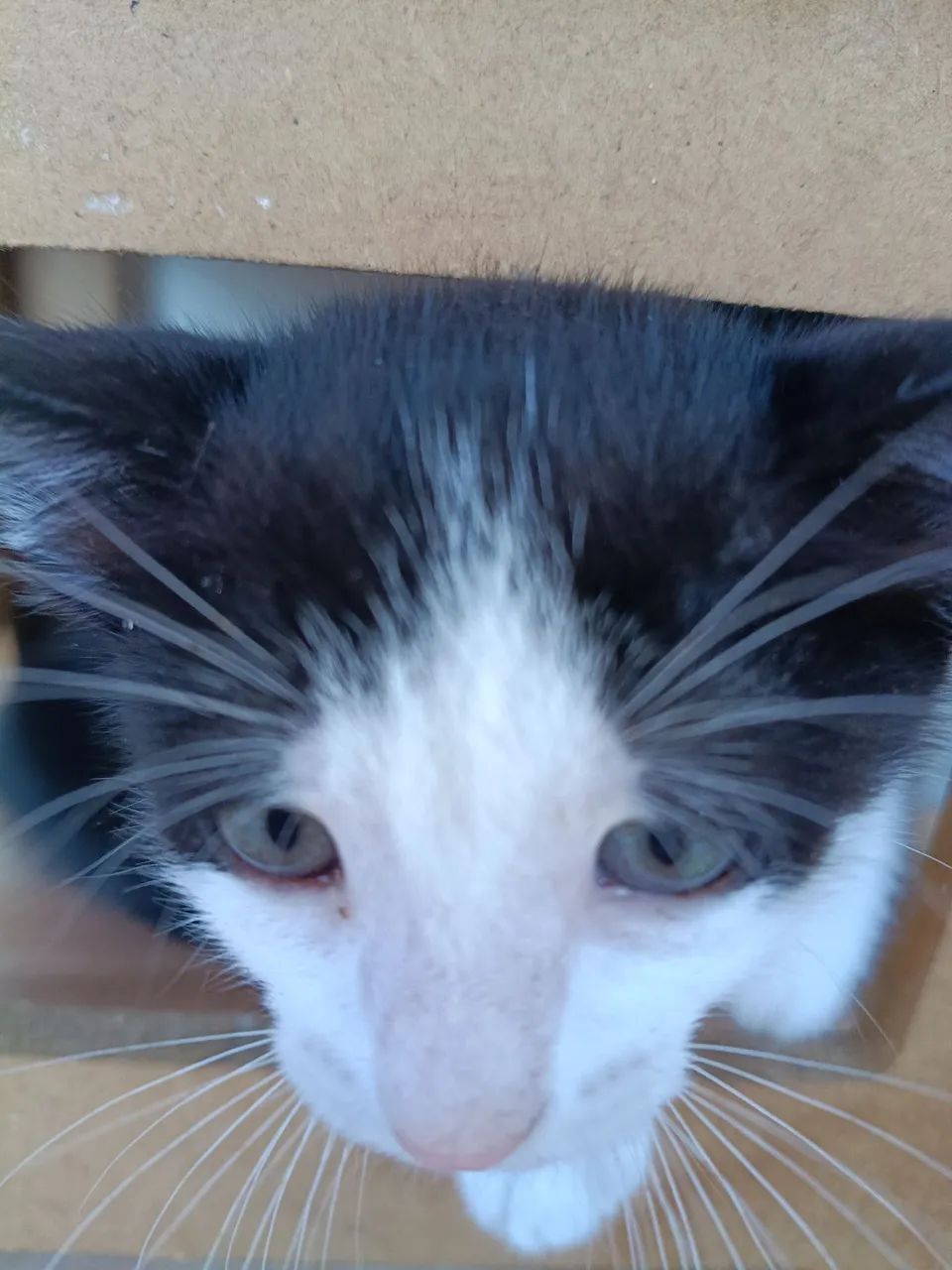 Doação de gatinhos  - Foto 5