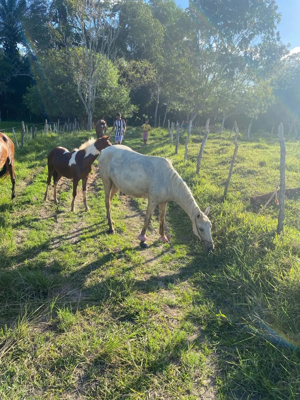 Potrinho  - Foto 2