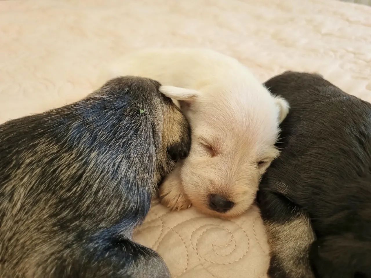 Ninhada Schnauzer miniatura - Foto 4