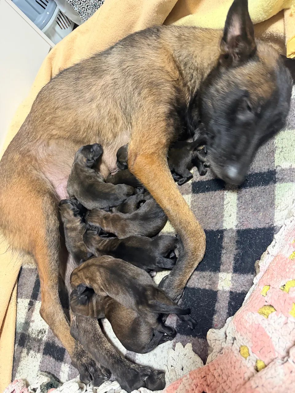 Filhotes pastor belga malinois  - Foto 2