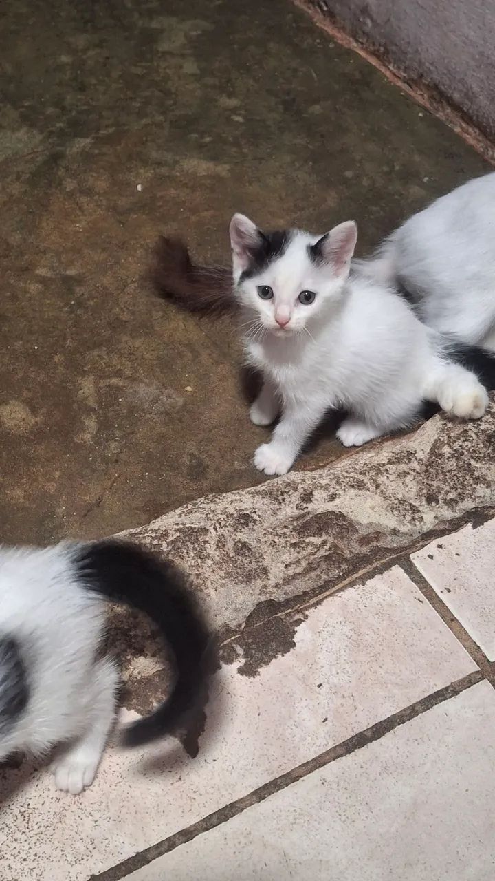 Gatas para doação 
