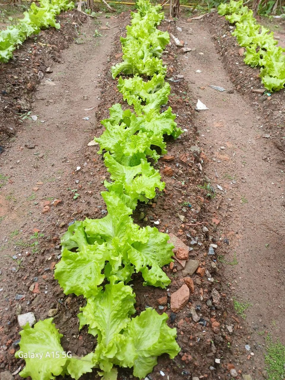 Ortalicas  - Foto 5