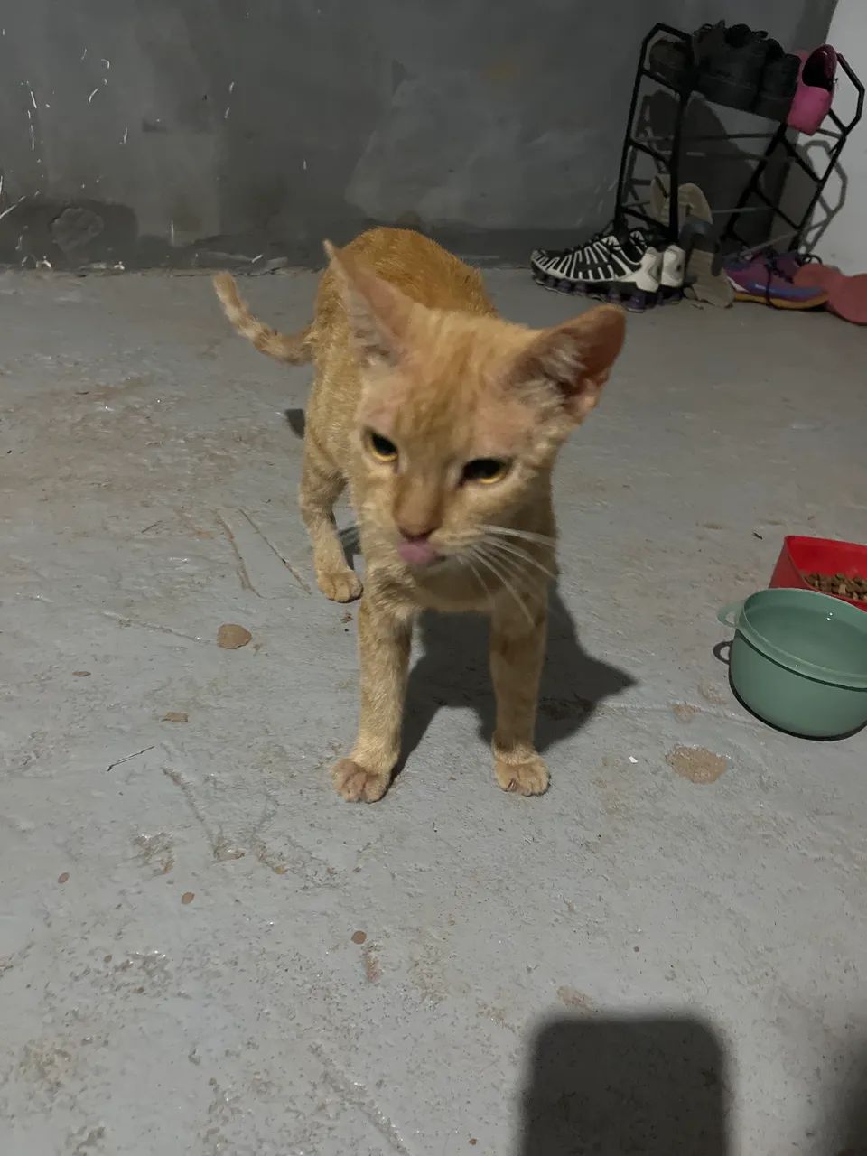 Doação de gatas - Foto 4