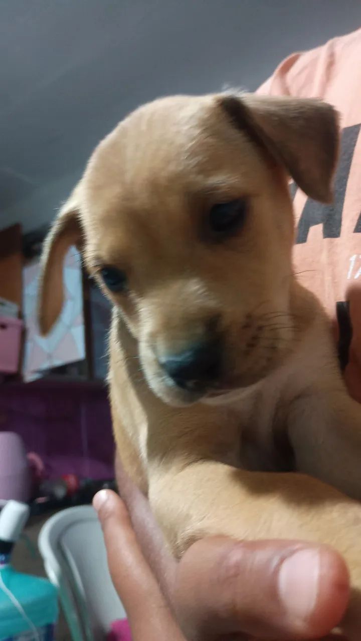 Filhote de cachorro para doação. - Foto 2