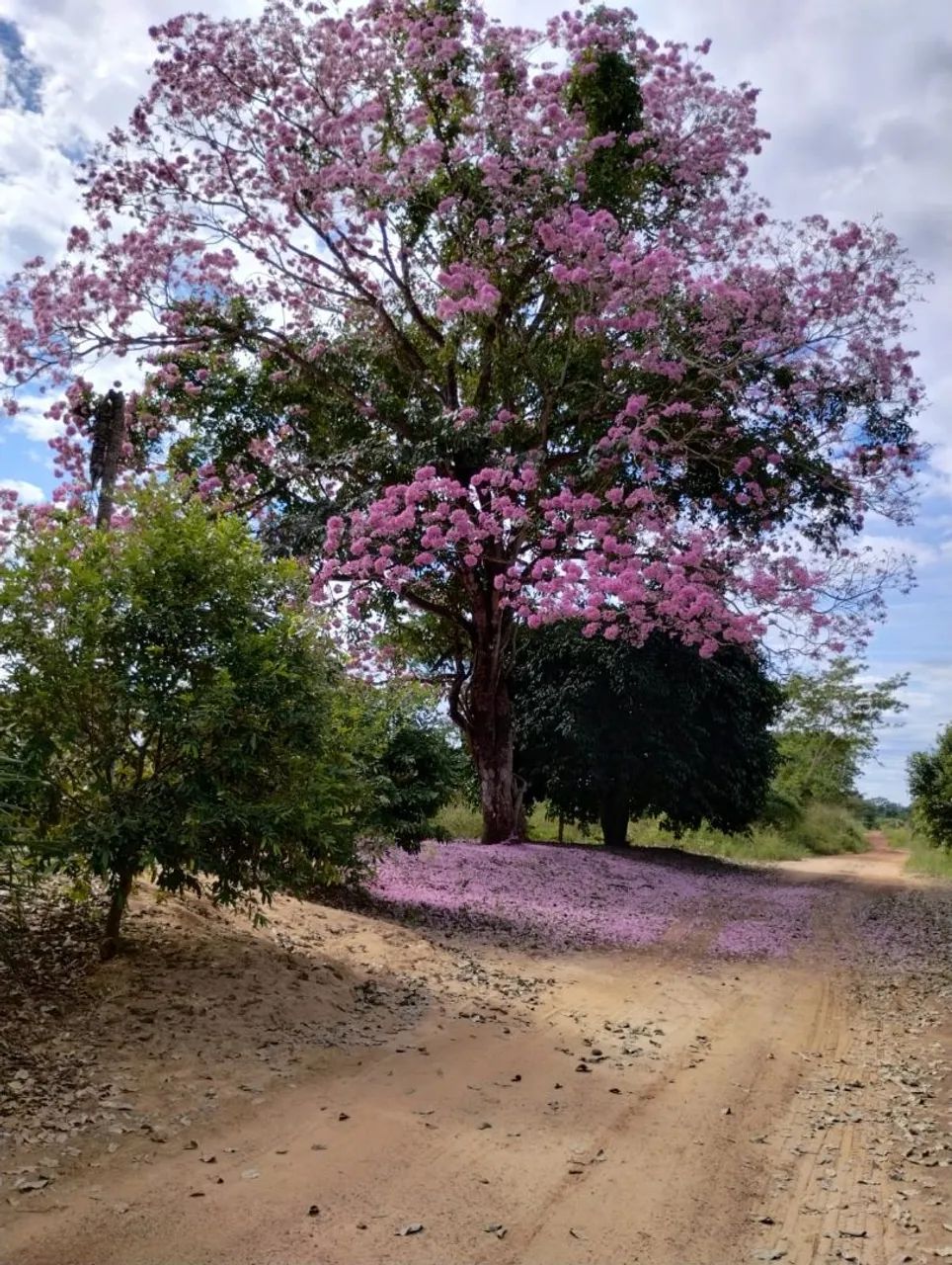 Vendo Chácara Coxim  - Foto 2