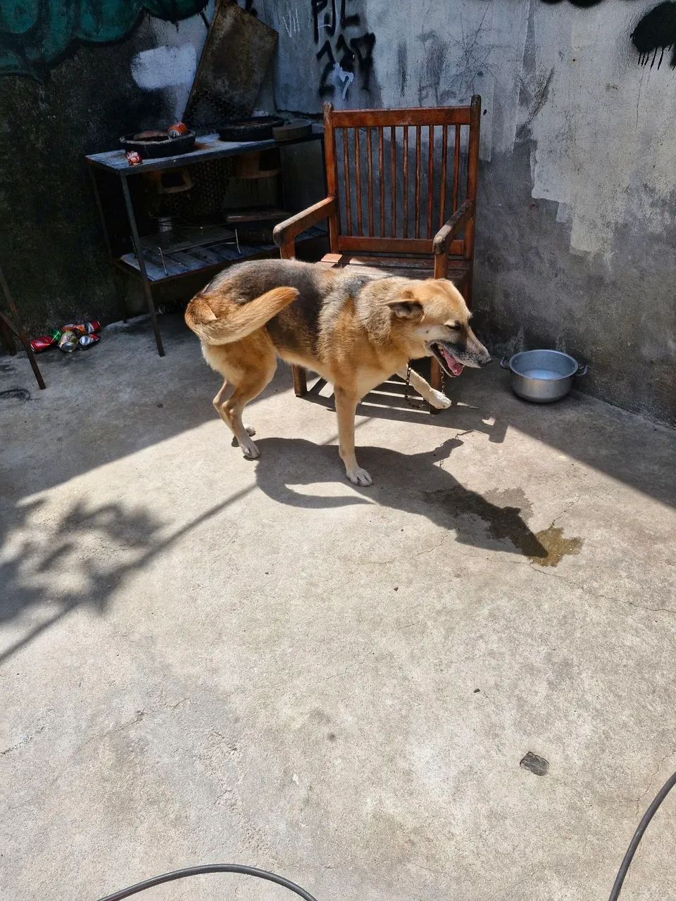 Doação Responsável  - Foto 2