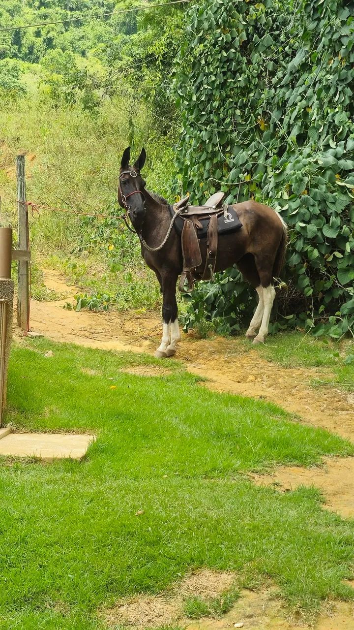 Burro de patrao 