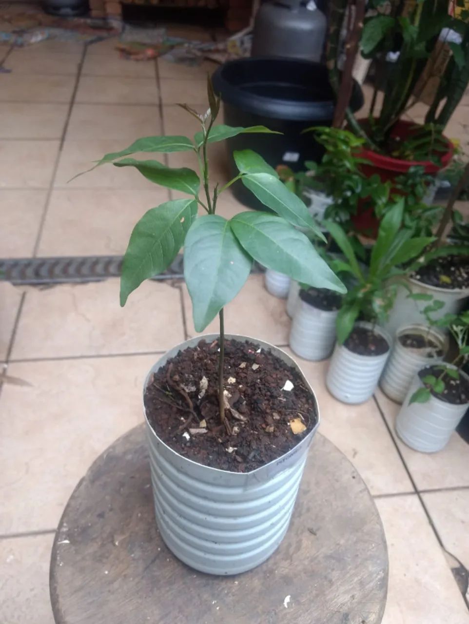 Vendo Mudas de Pitomba - Guarulhos - Foto 4