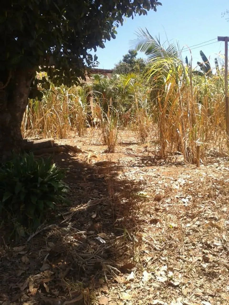 chacara - Foto 4