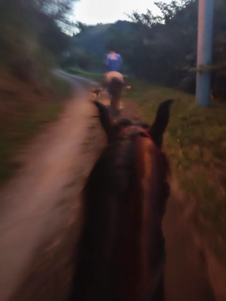 Potro mangalarga  - Foto 4