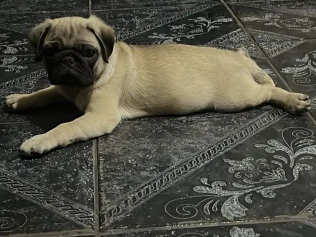 Pug - Foto 3