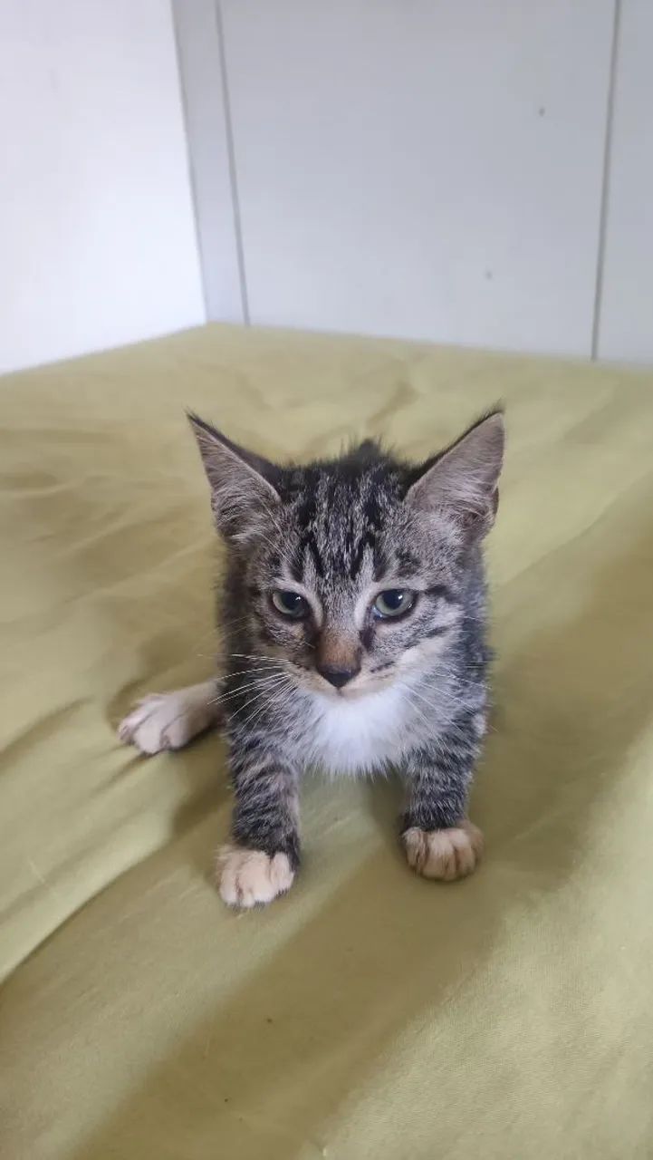 Gatos para adoção macho e fêmea.  - Foto 3