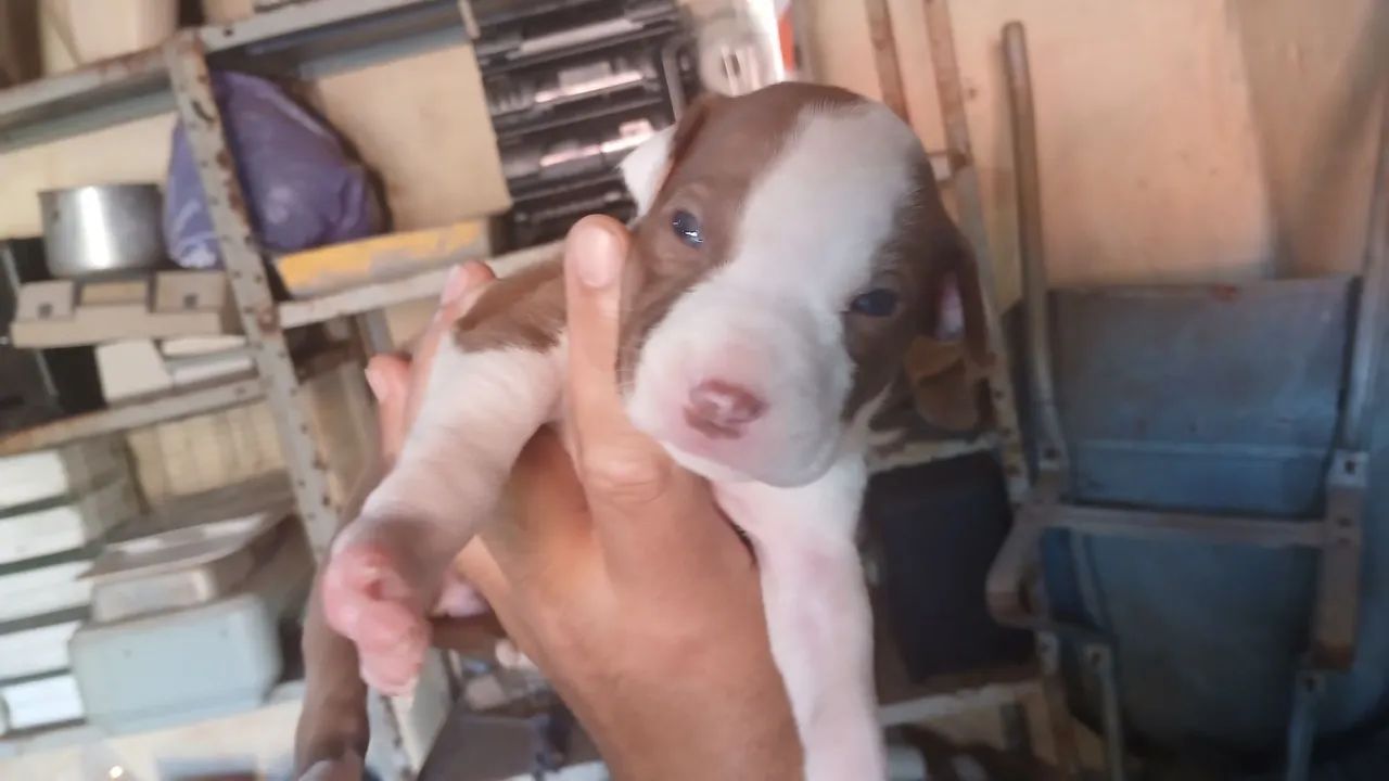 Pit bull - Foto 2