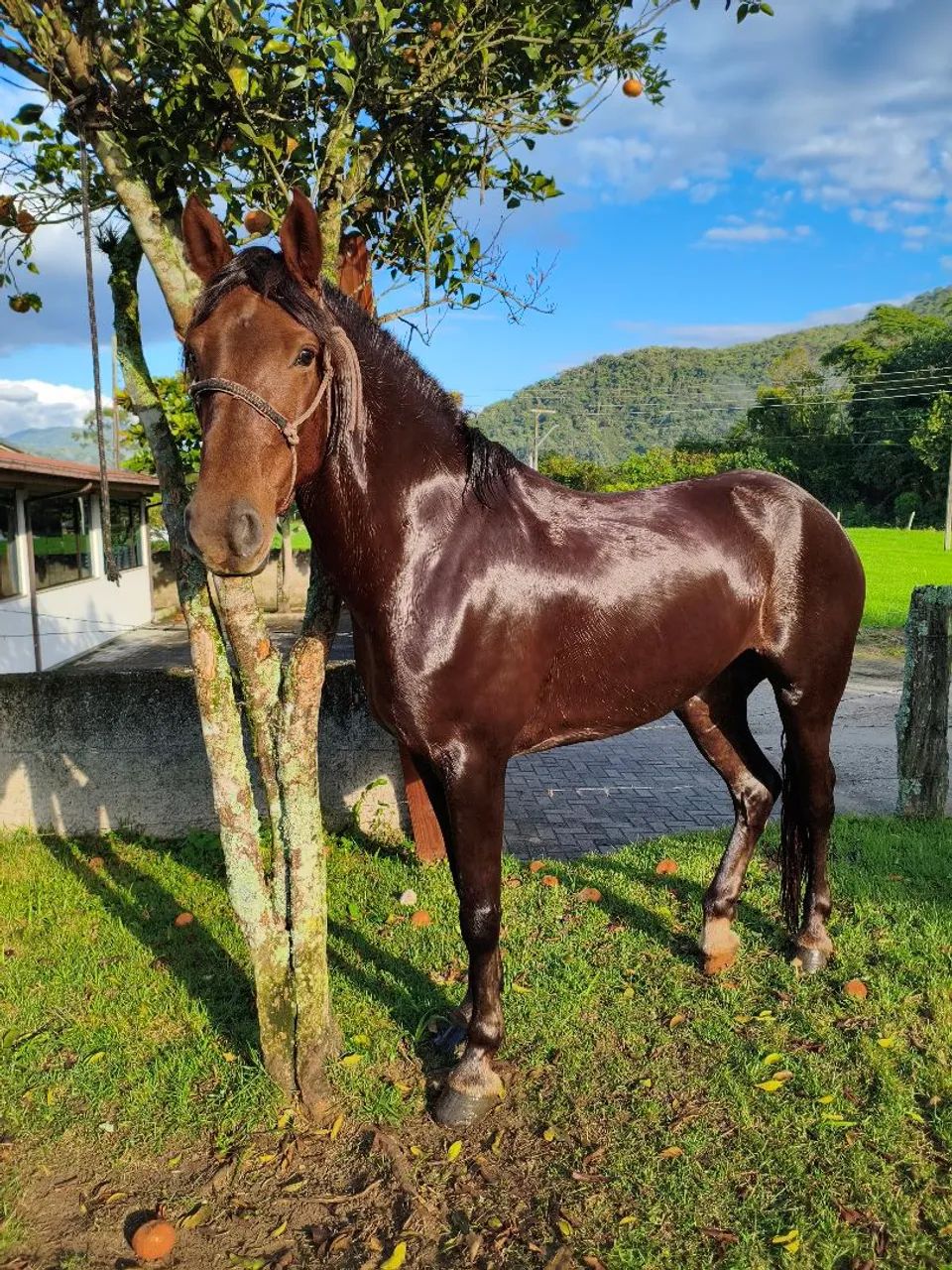 Égua de Total Confiança 