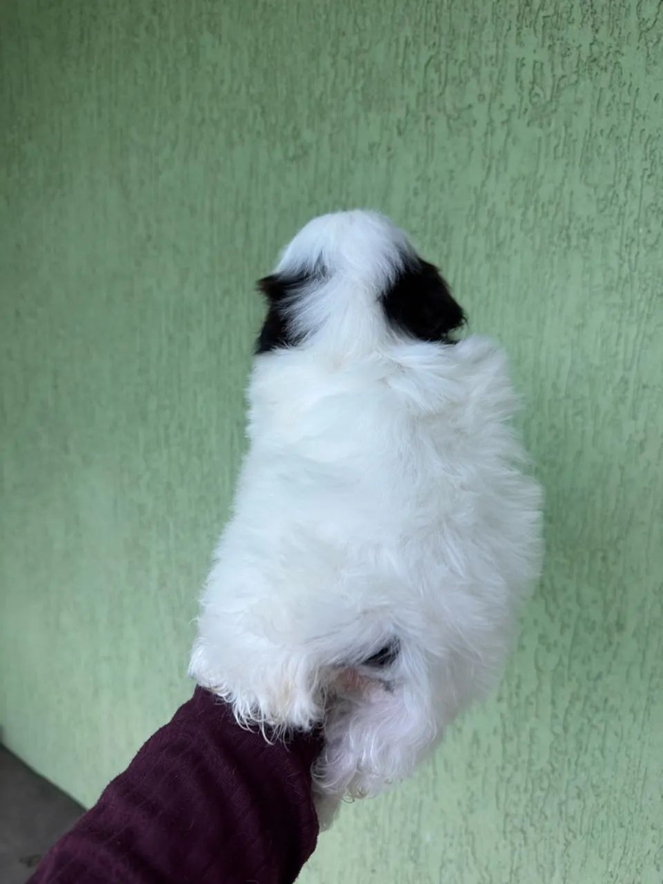 Filhote Macho Shitzu  - Foto 5