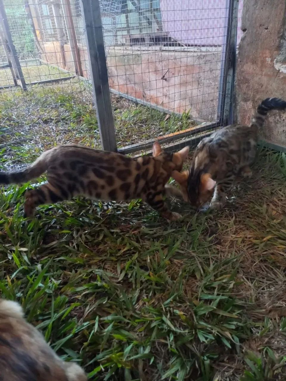 BENGAL c pedigree Tropicats  - Foto 5