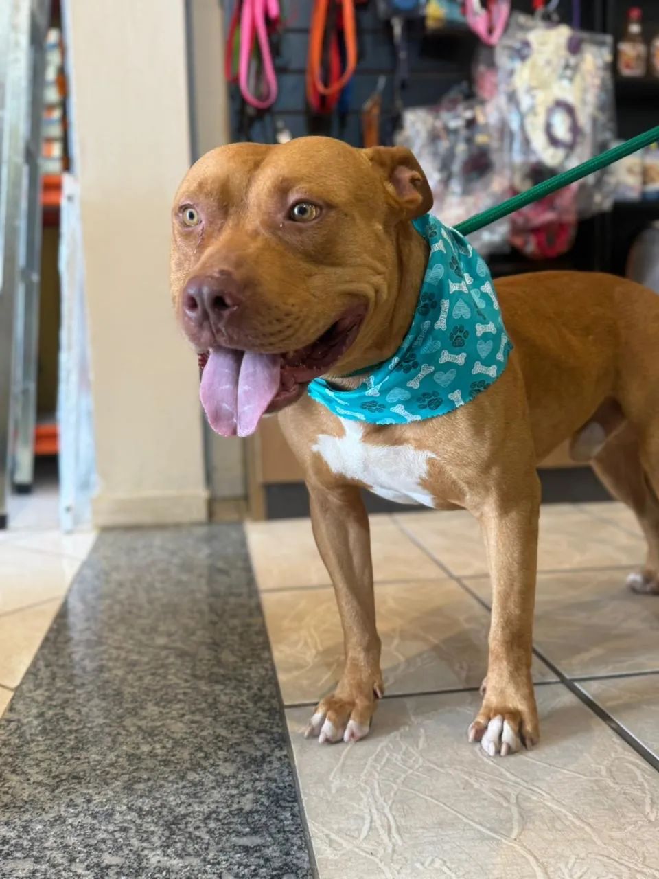 Pitbull para adoção  - Foto 2