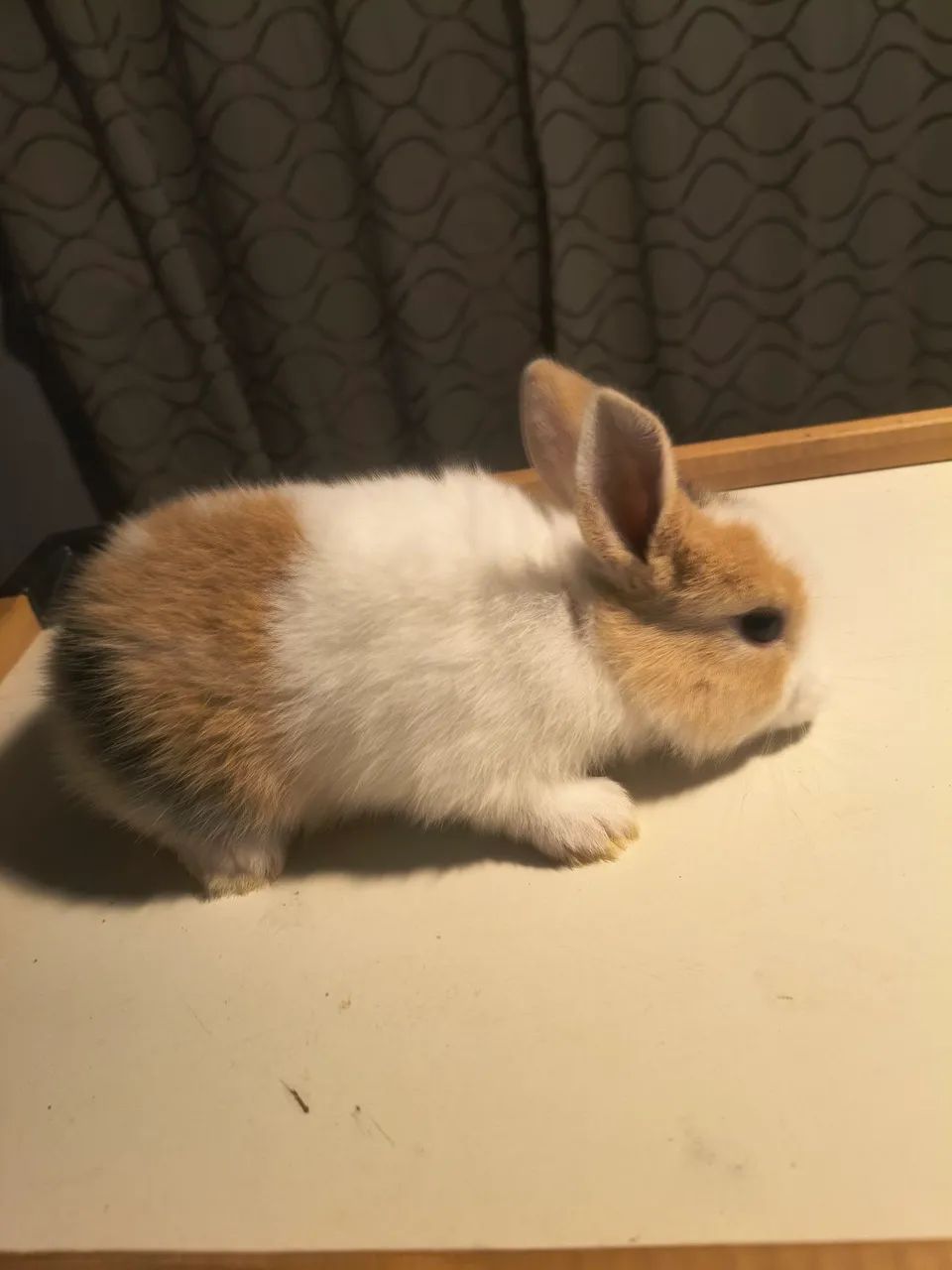 Coelhos Mini holandês  - Foto 4