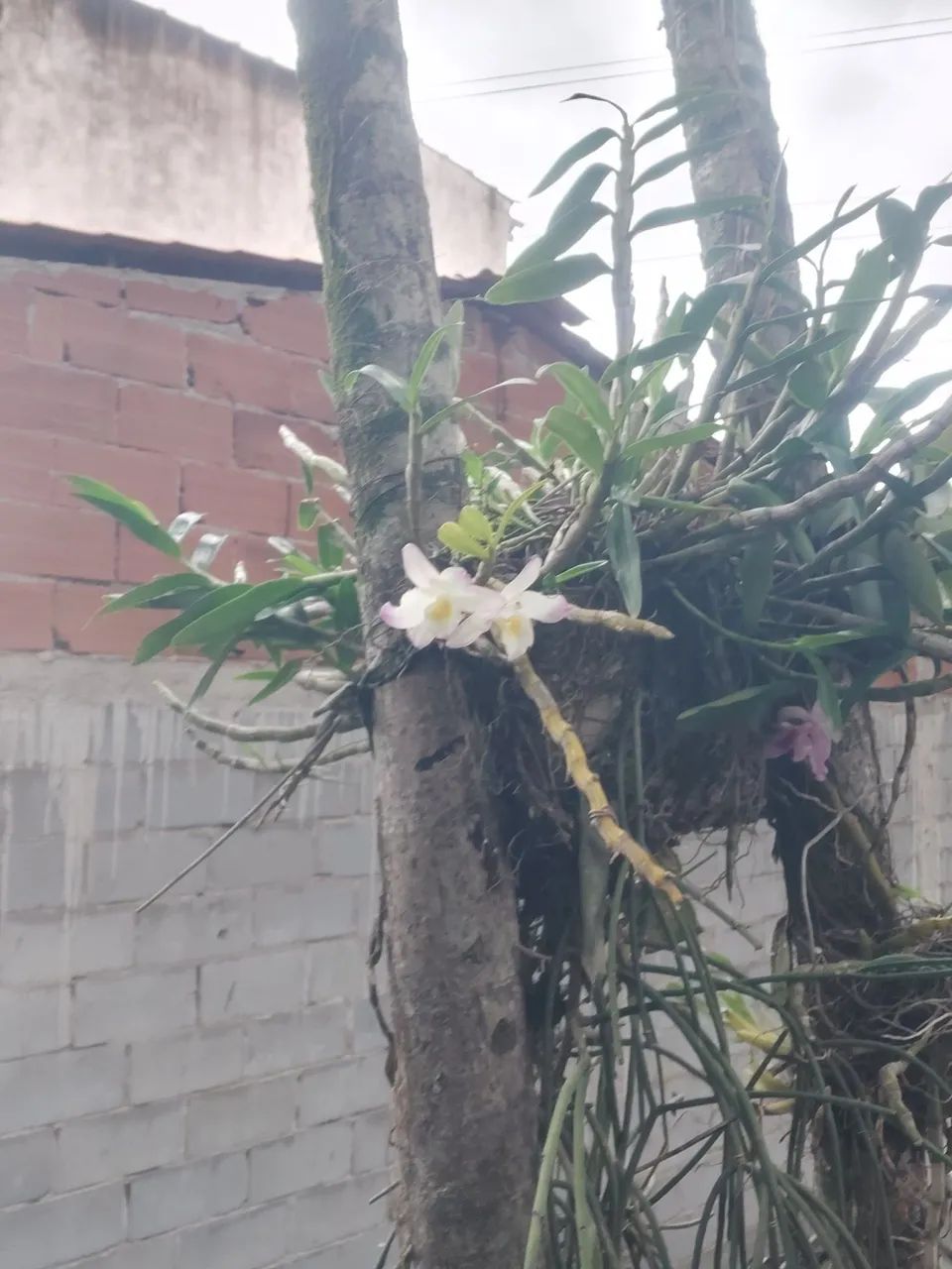 Orquídeas  - Foto 2