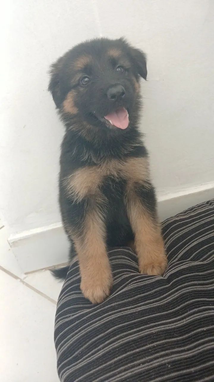 Cachorro  - Foto 2