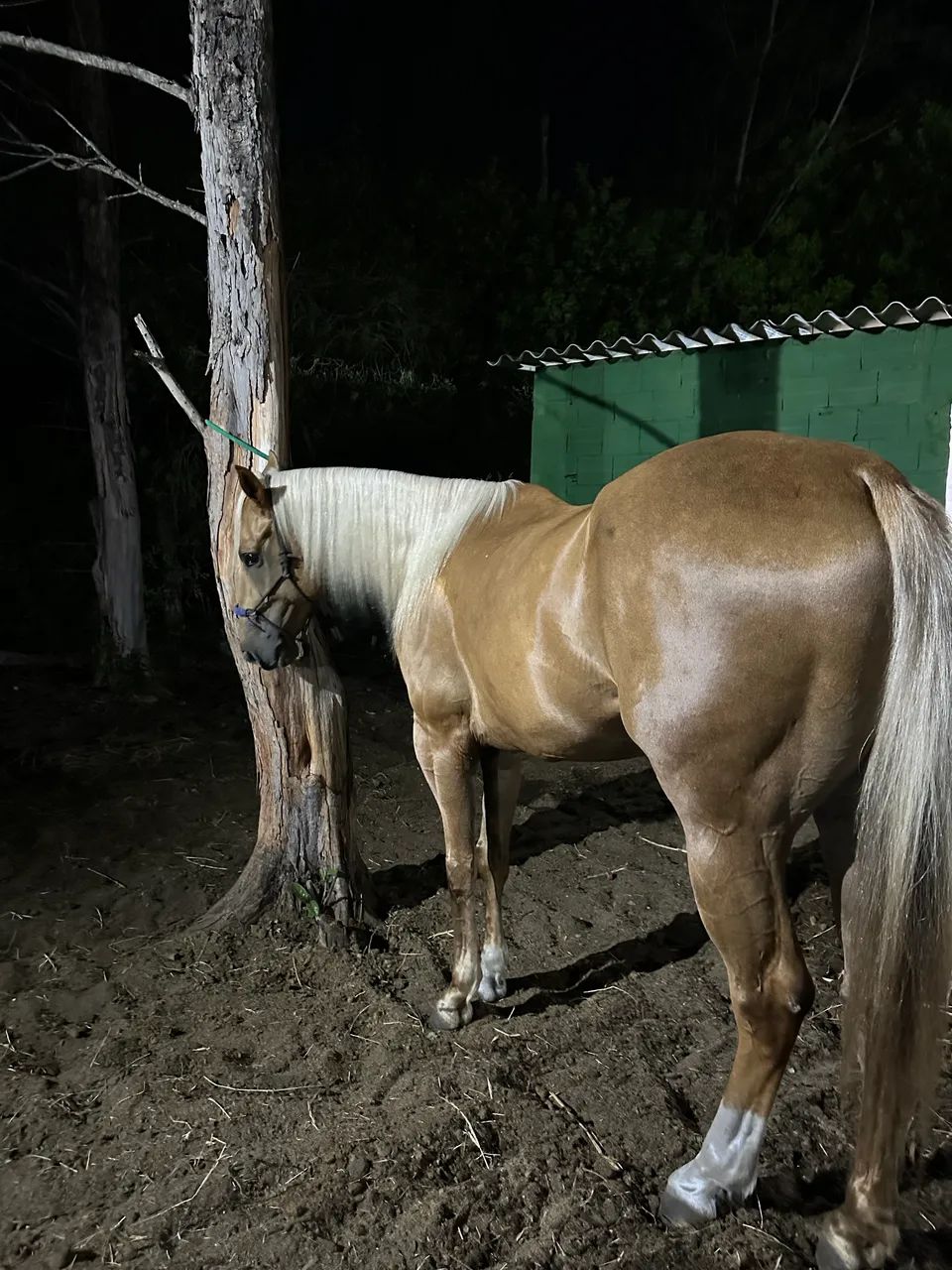 Vendo lindo cavalo! - Foto 2