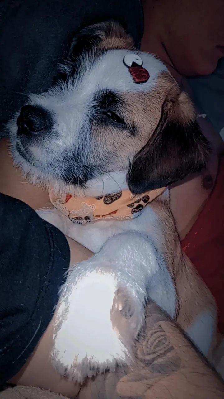 Cachorro 