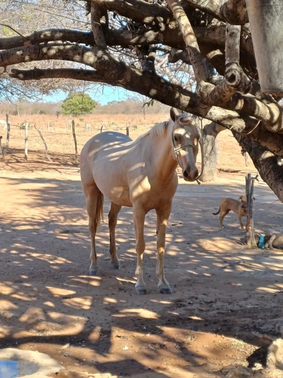 Egua quarto de milha  - Foto 3
