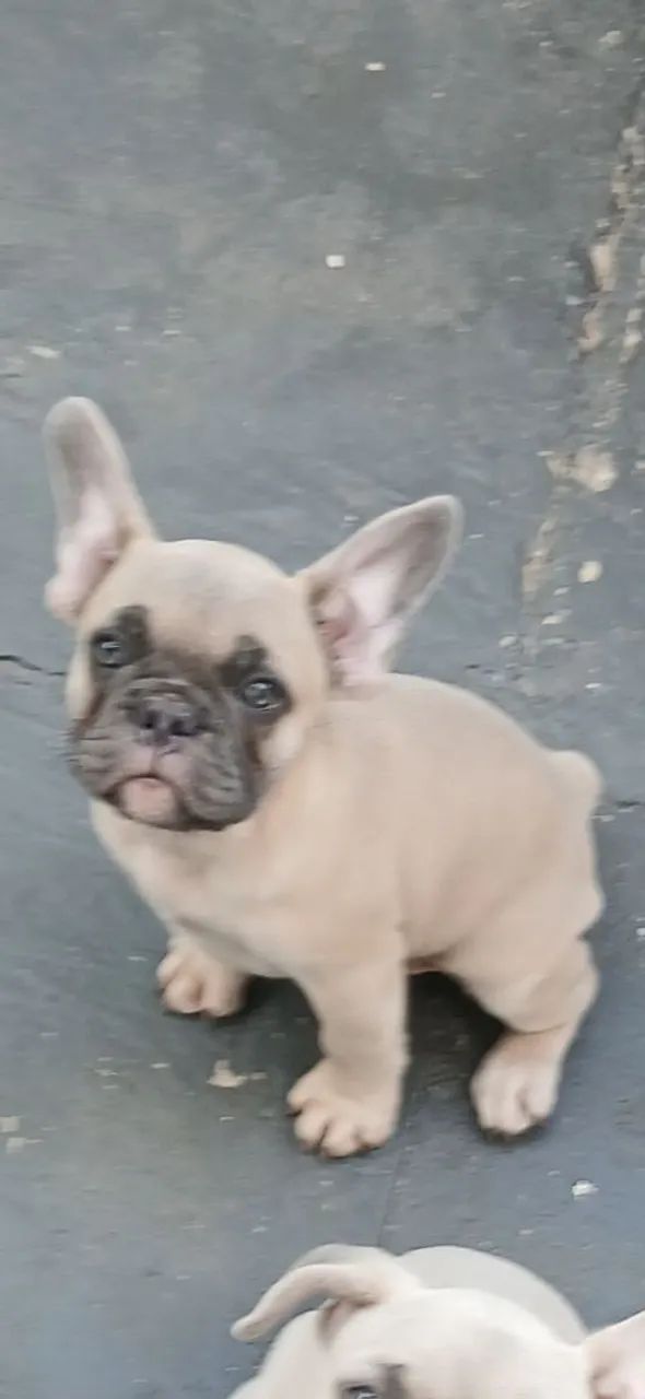 Buldogue Francês Exótico  - Foto 4