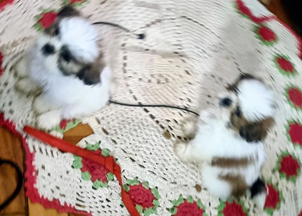 Lindos filhotes 