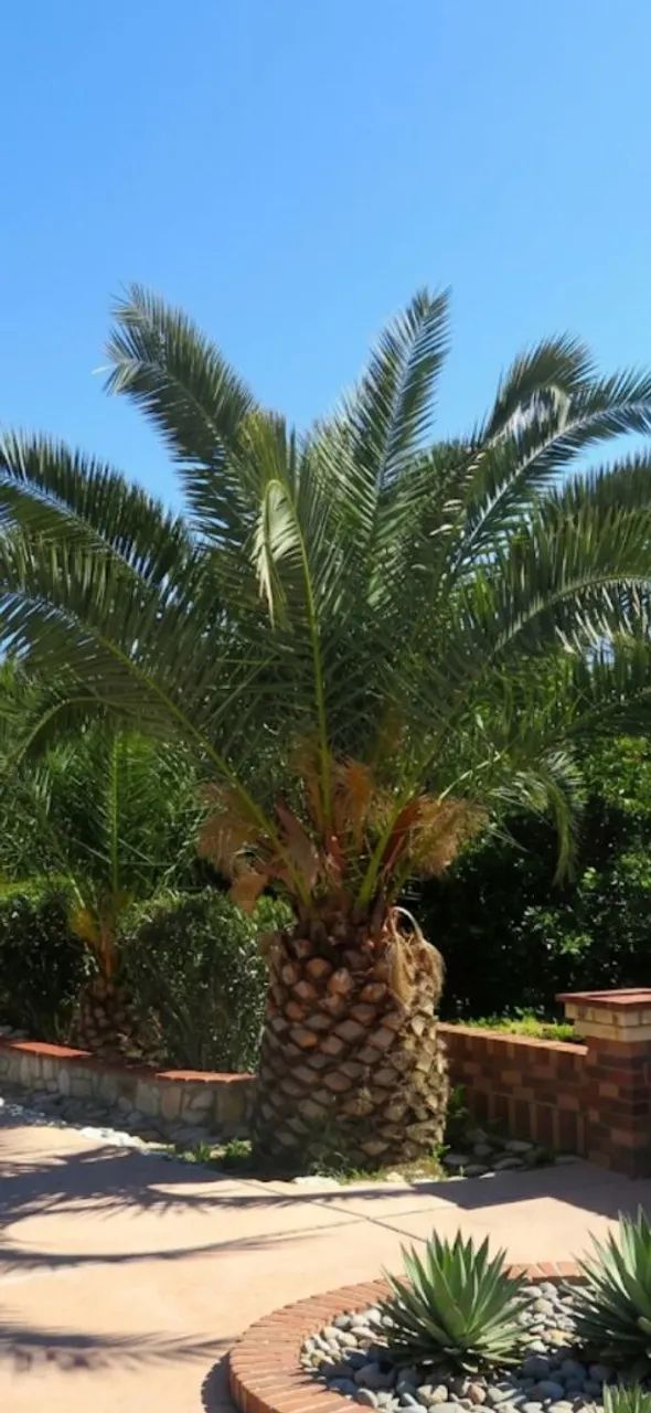Palmeira catarinense mudas