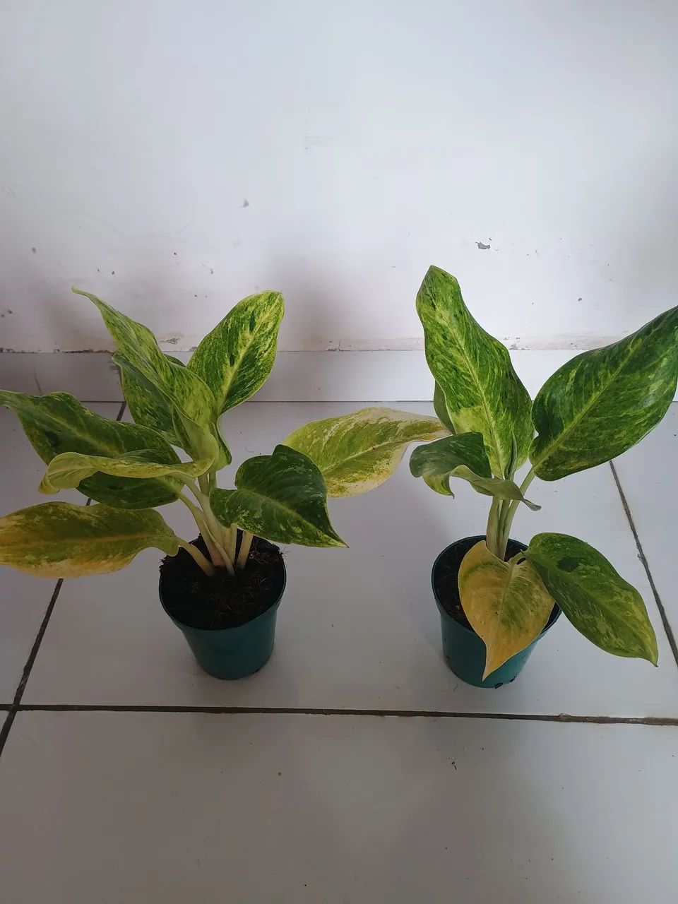 Lindas aglaonemas - Foto 4
